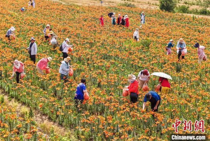 山東榮成 百合花開富農家，食品銷售助增收
